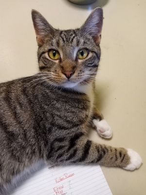Pedro Pawscal, Adult Male unknown