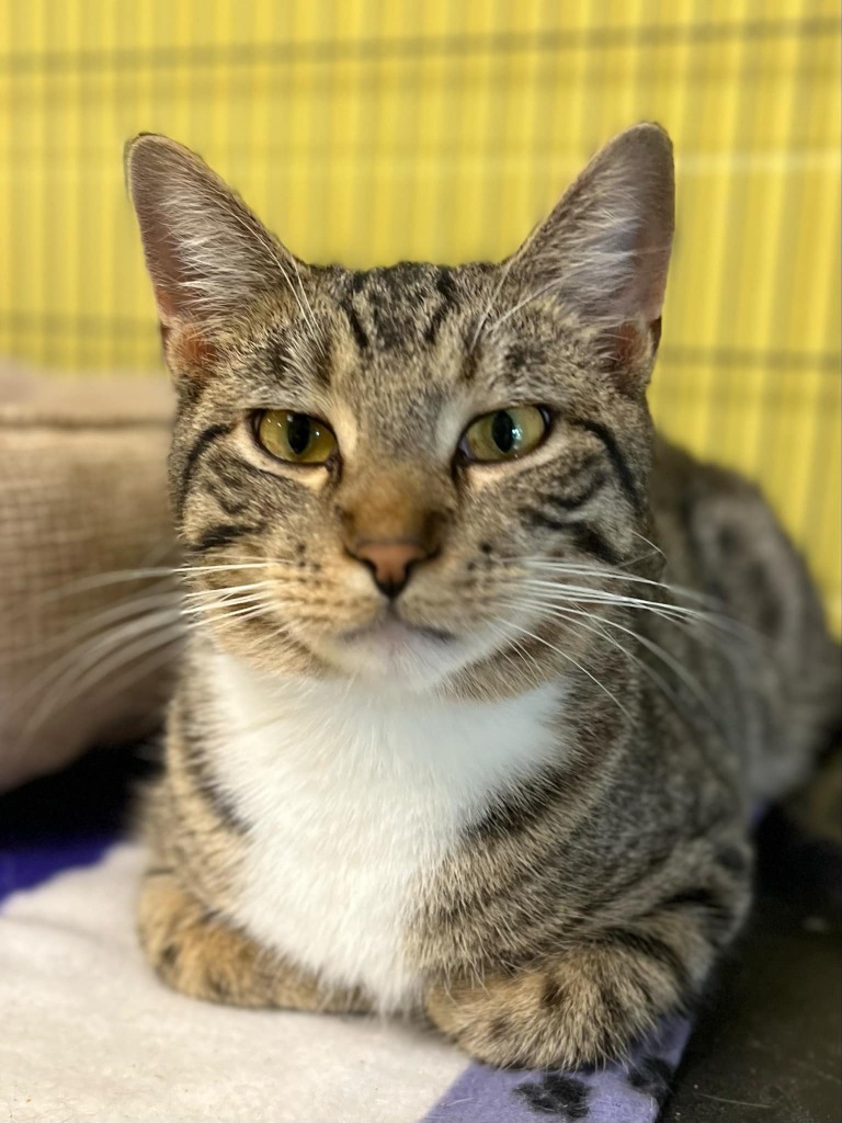 Pedro Pawscal