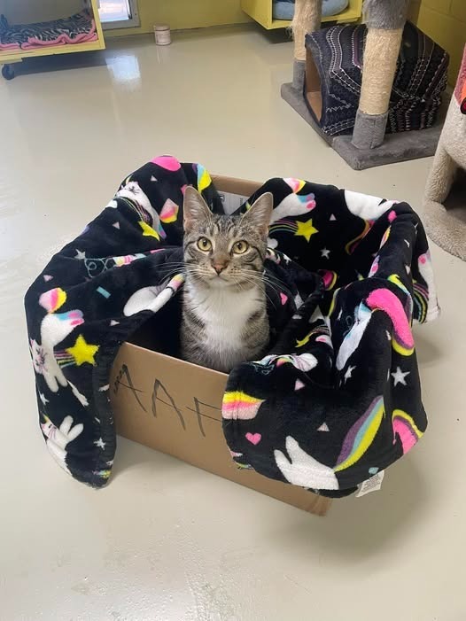 Pedro Pawscal