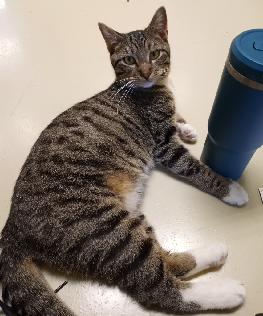 Pedro Pawscal