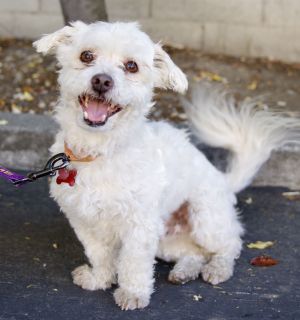 All of our dogs are spayedneutered shots current DHPP Bordetella and Rabies where applicable d