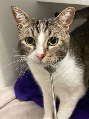 Bluey, Adult Male Domestic Short Hair