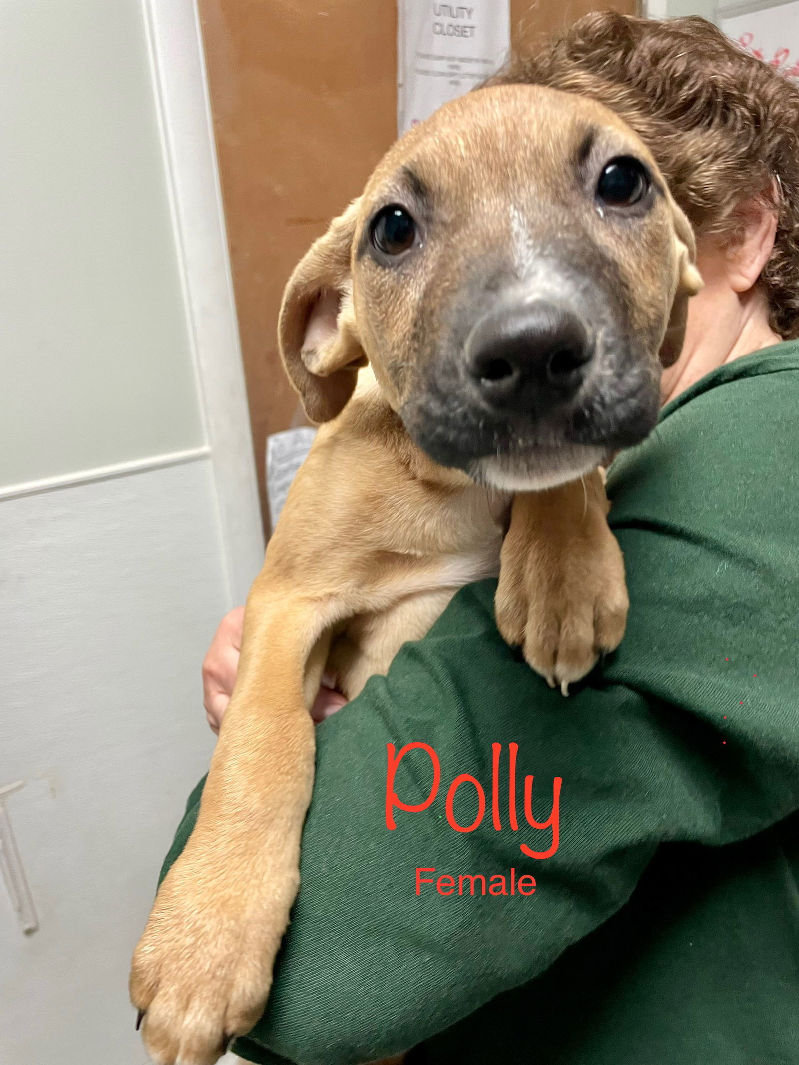 Polly