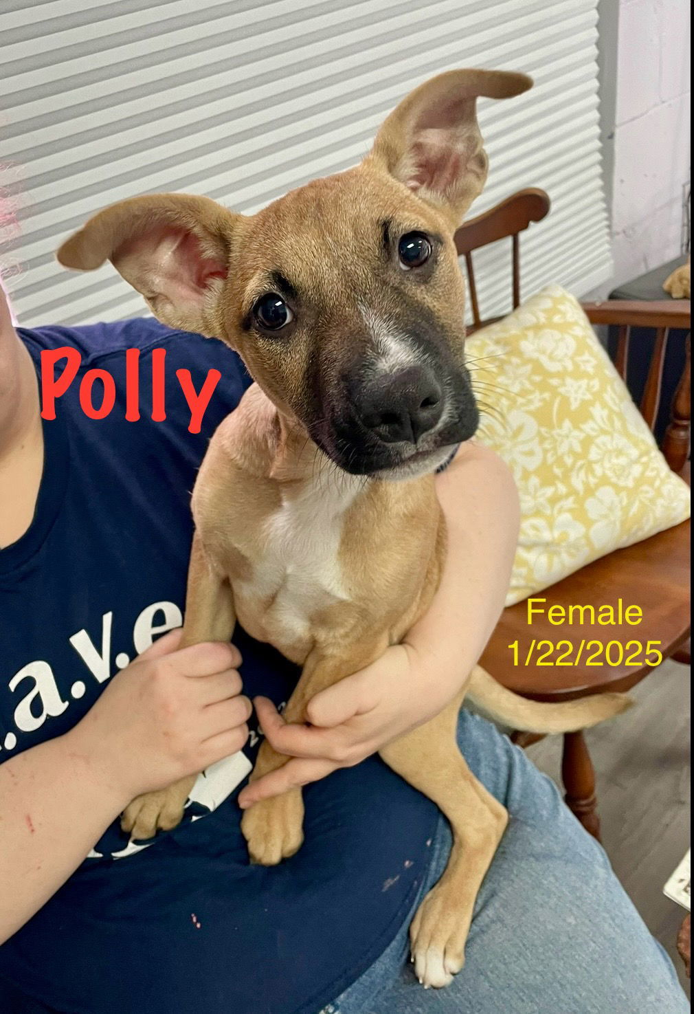 Polly