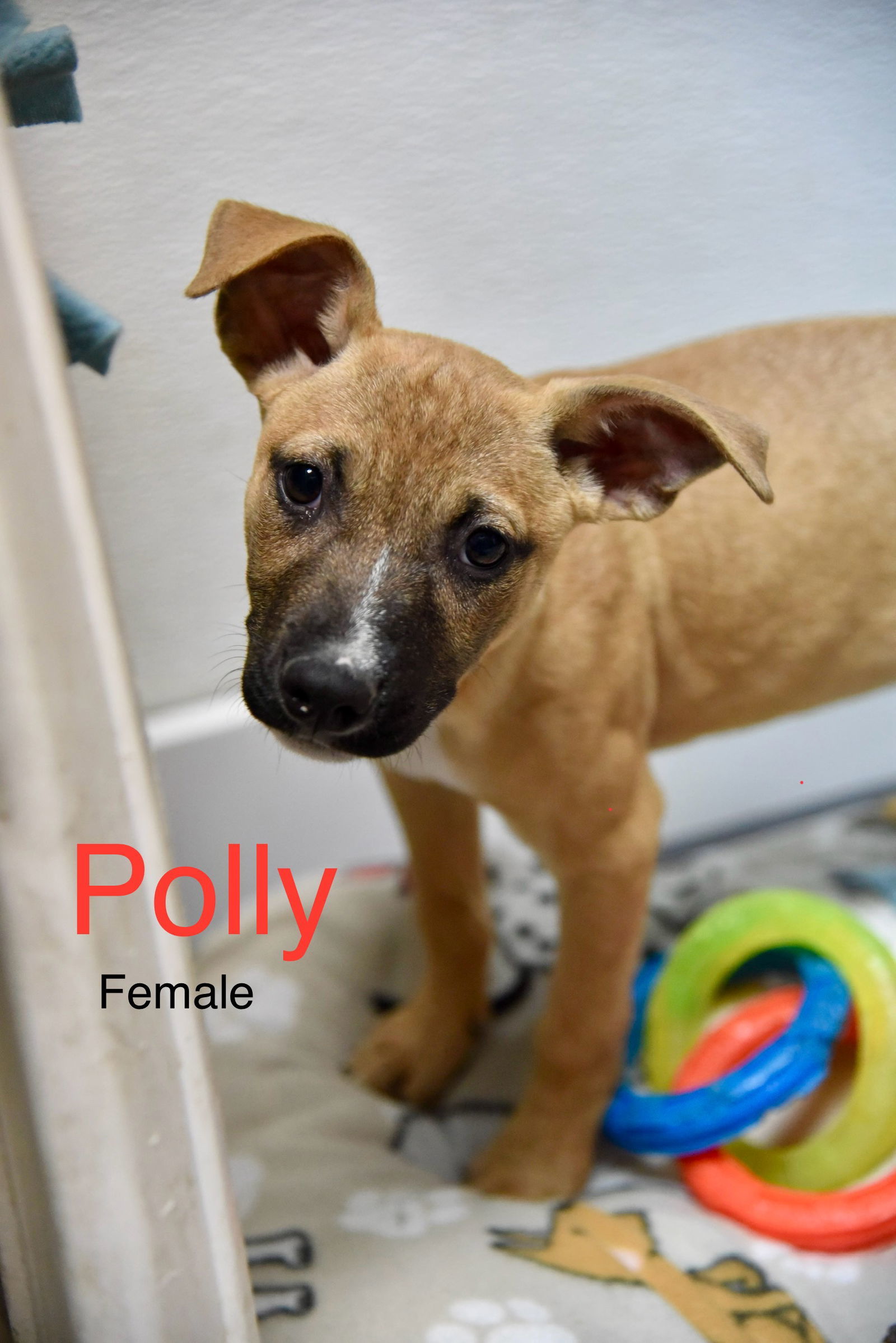 Polly
