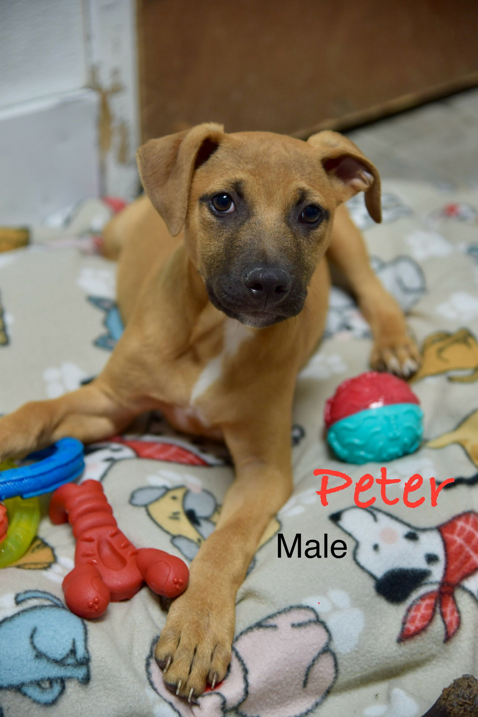 Peter