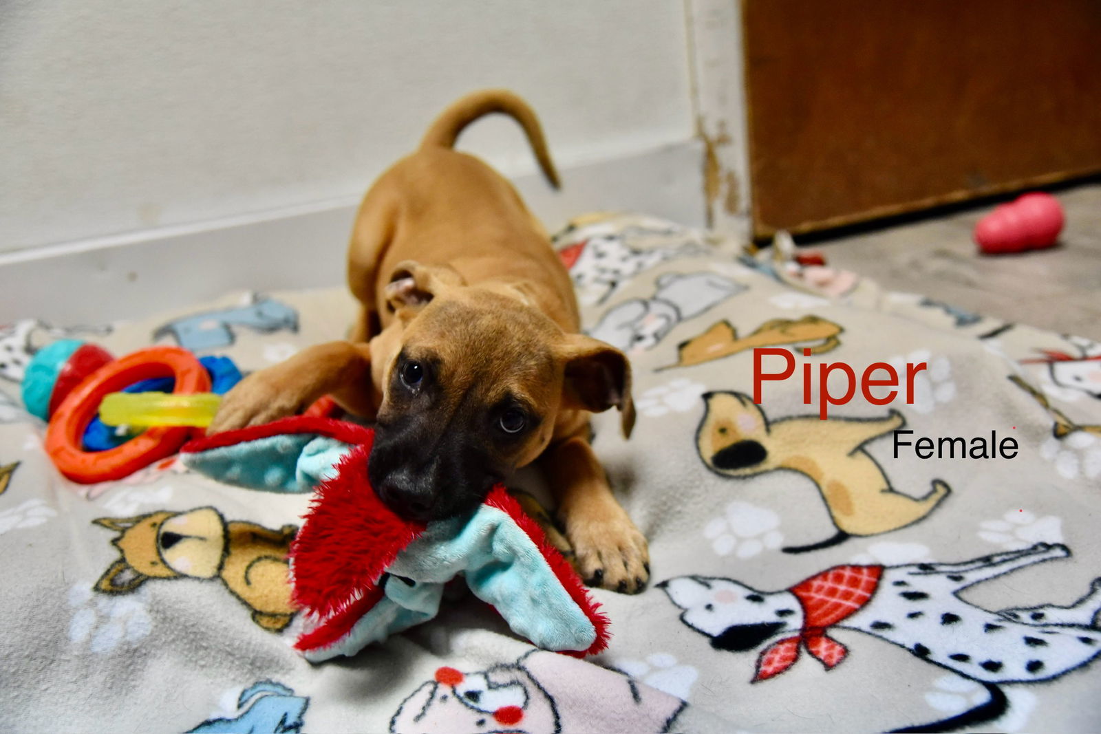 Piper