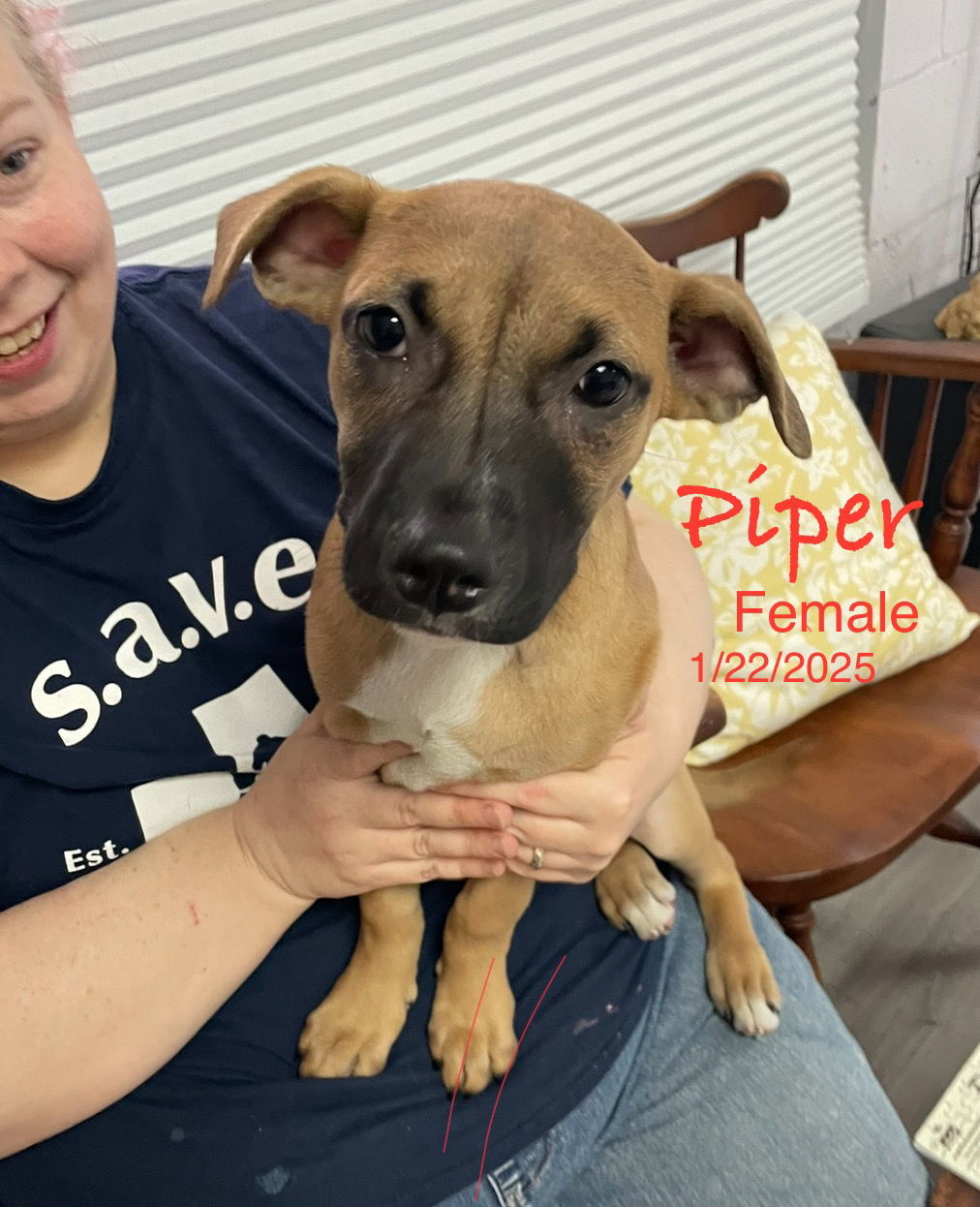 Piper