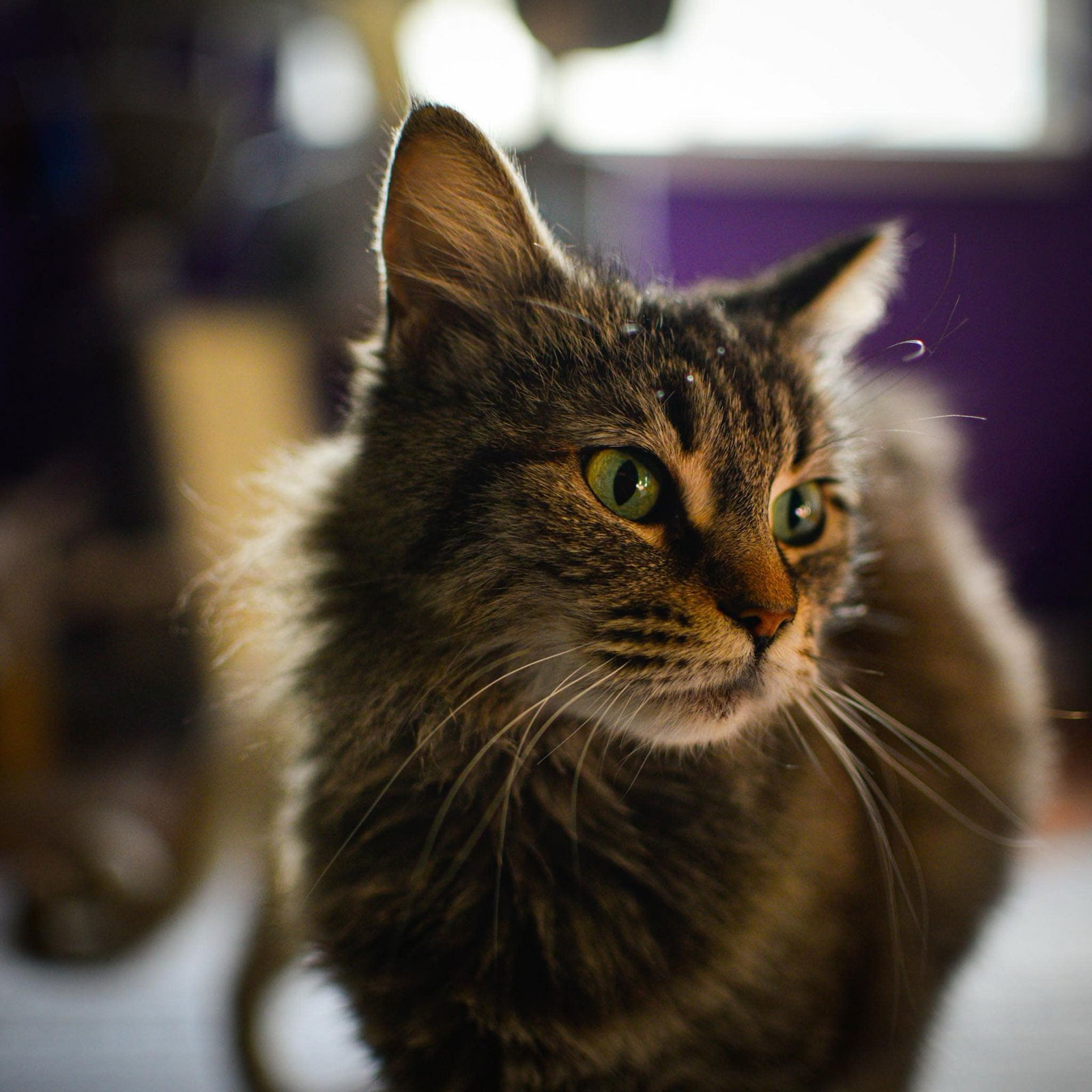 Tabitha