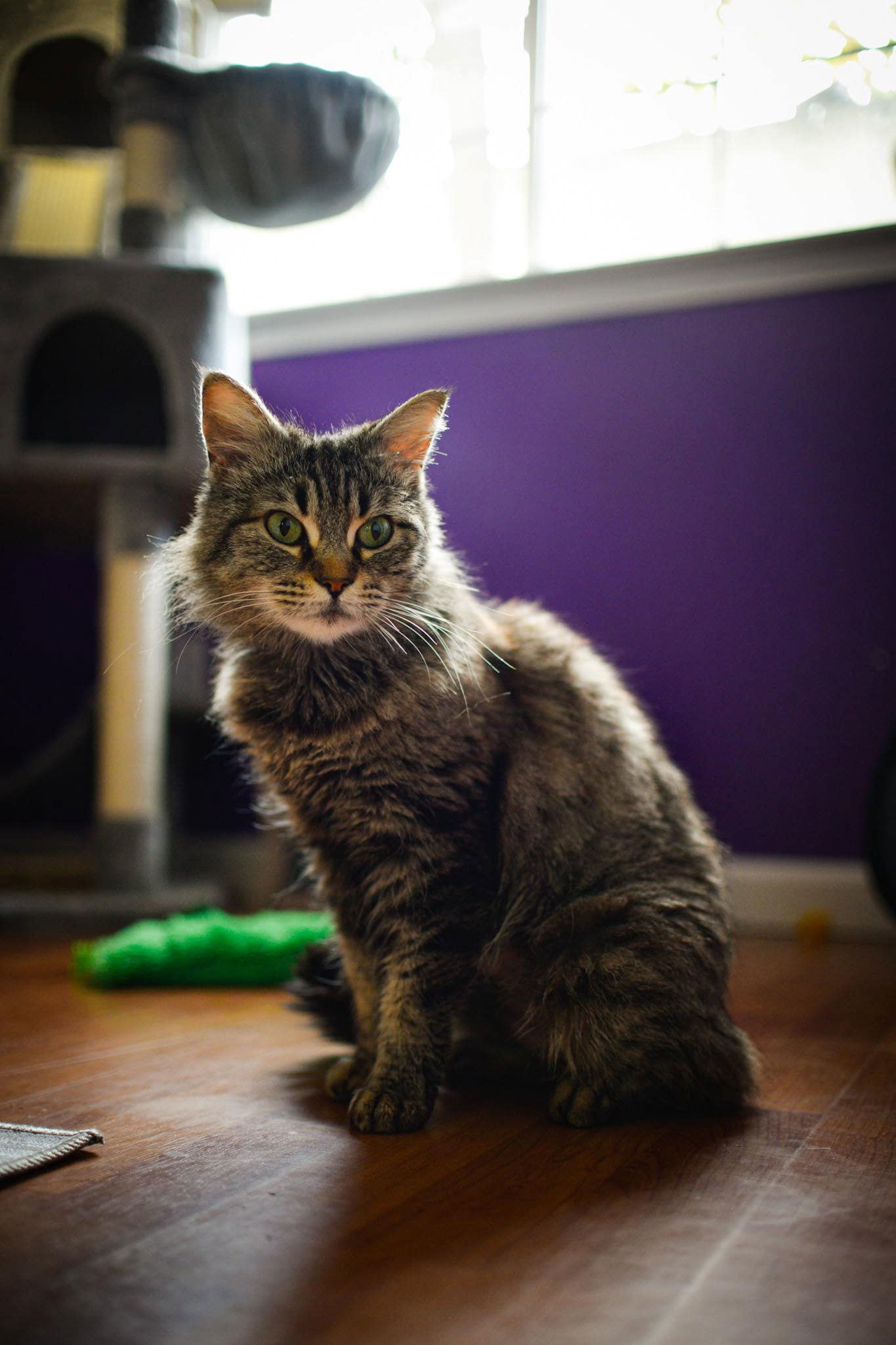 Tabitha