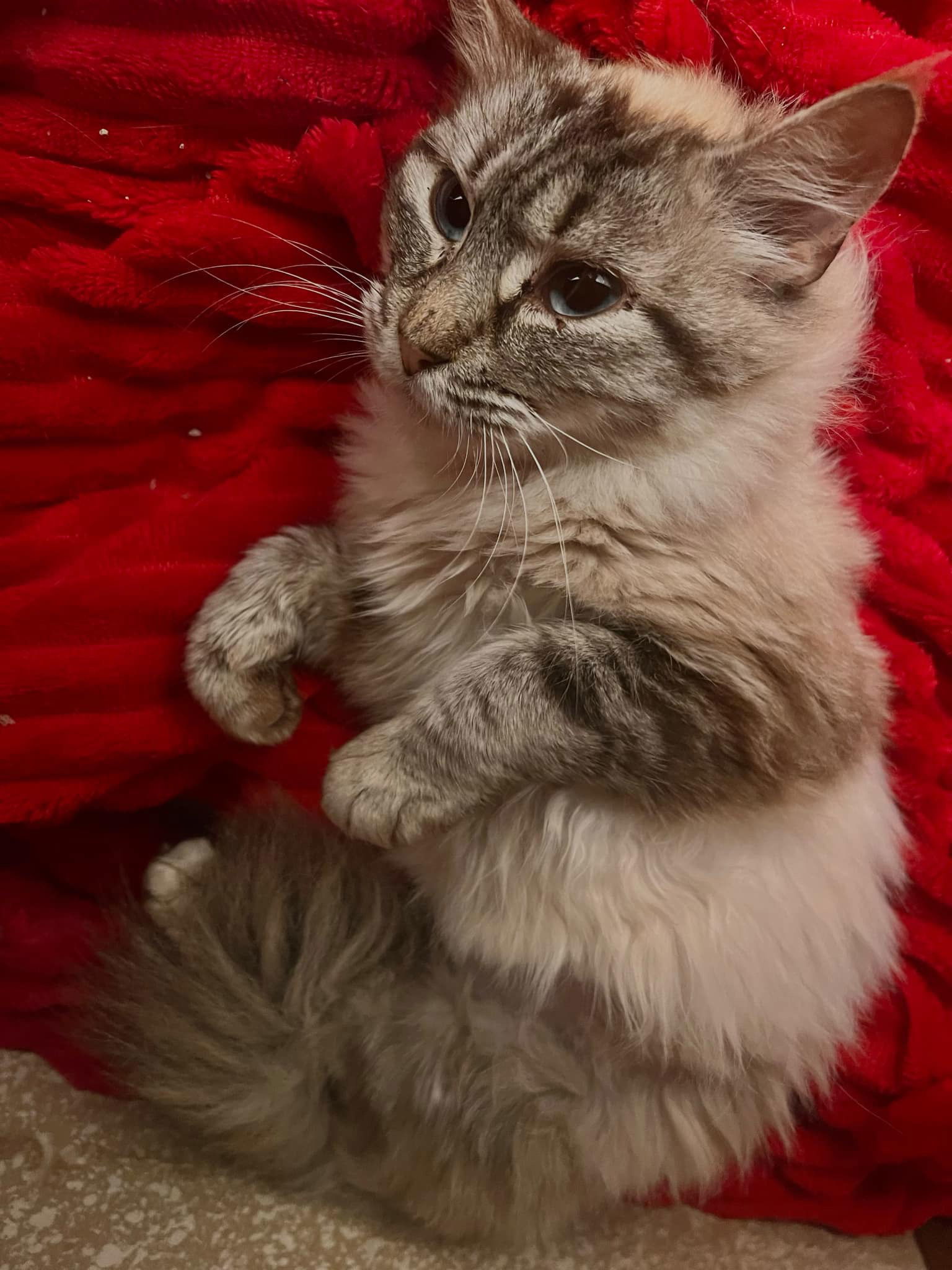 Lorelei