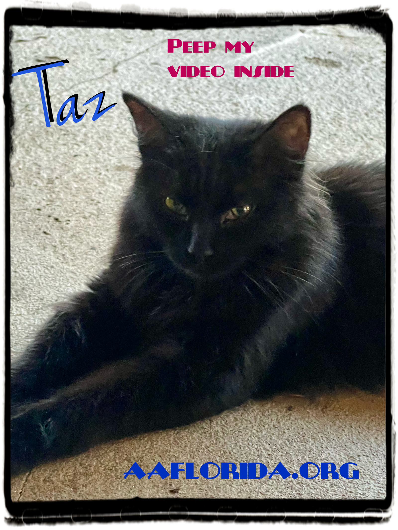 Taz *Cyd