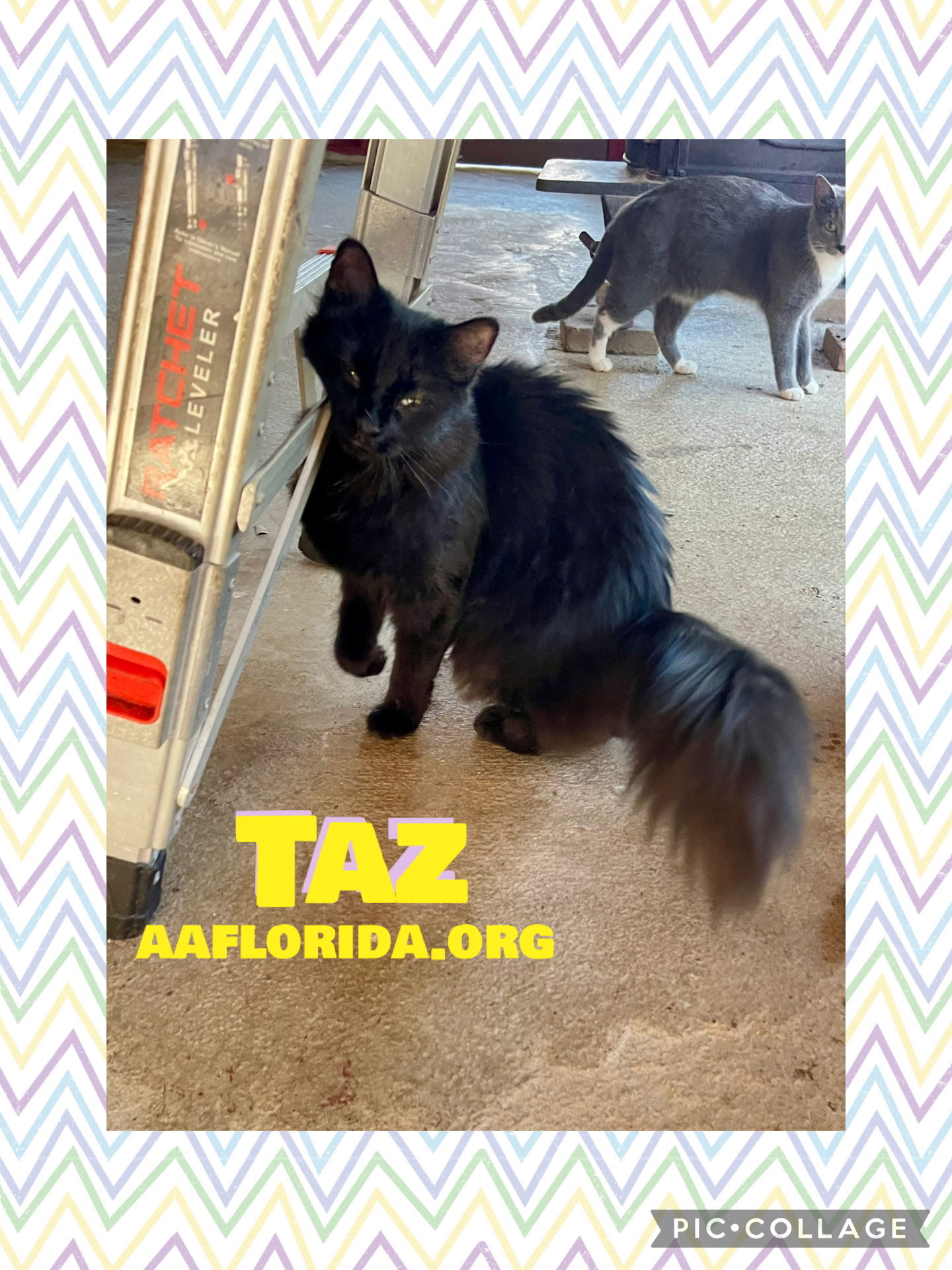 Taz *Cyd