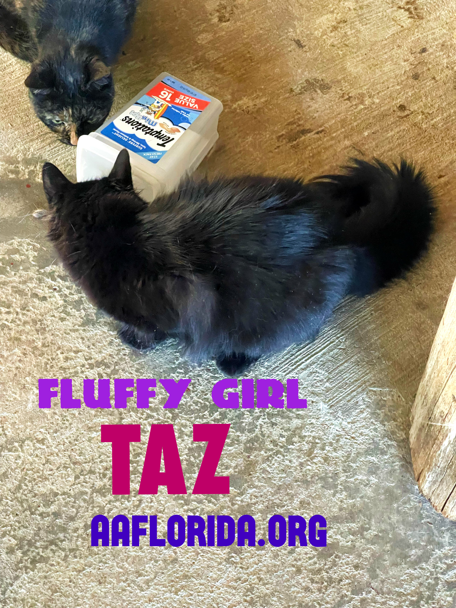 Taz *Cyd