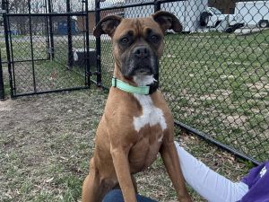 Sadie, Senior Female unknown