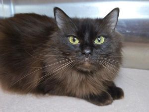 Macy, Adult Female unknown
