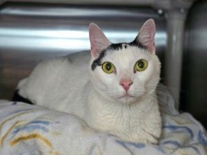 Holstein, Senior Male unknown