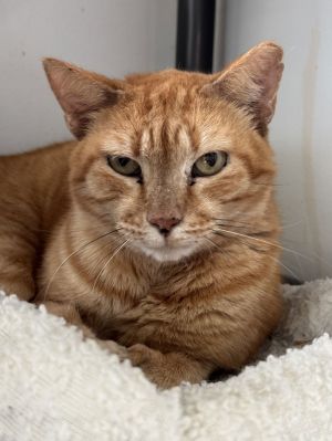 Luciano Pavarotti, Young Male Domestic Short Hair