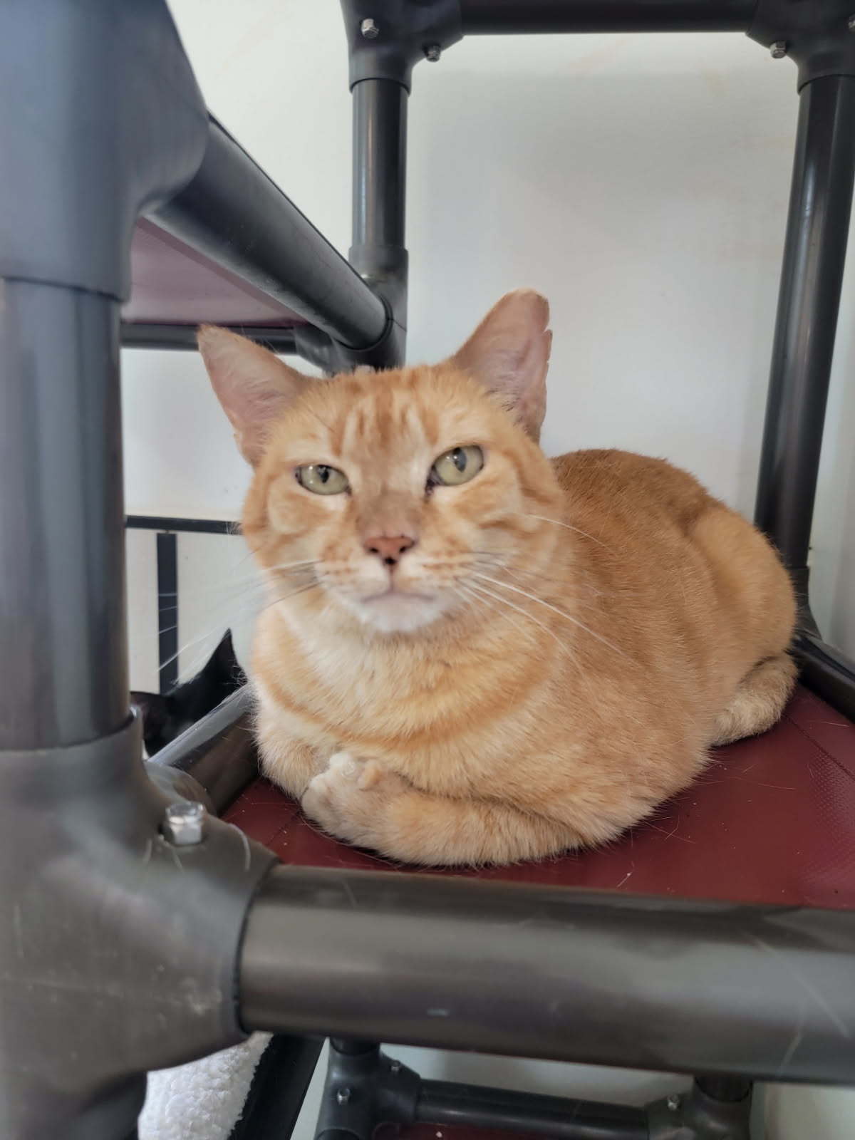 Luciano Pavarotti FH