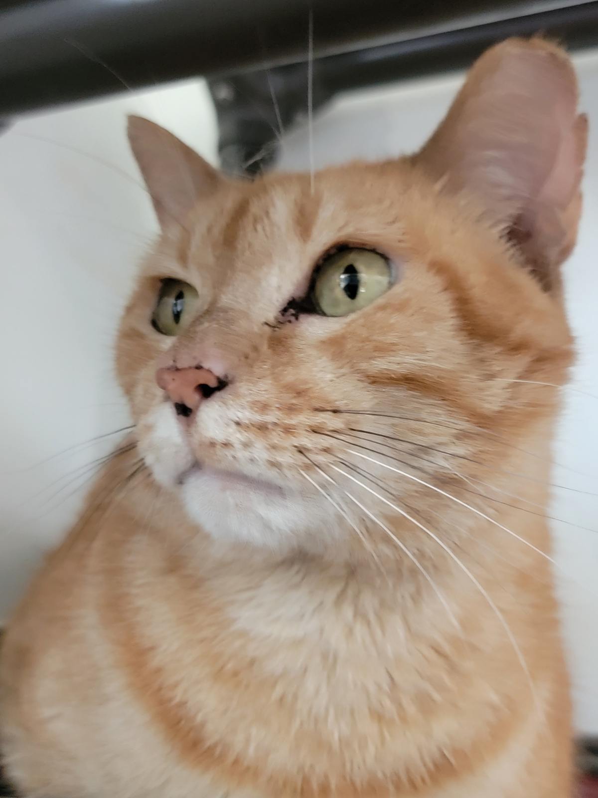 Luciano Pavarotti FH