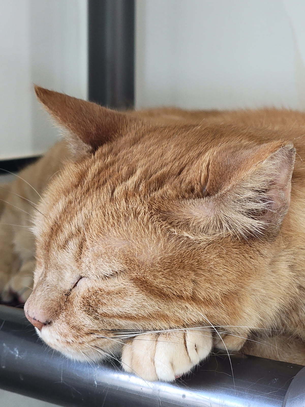 Luciano Pavarotti FH