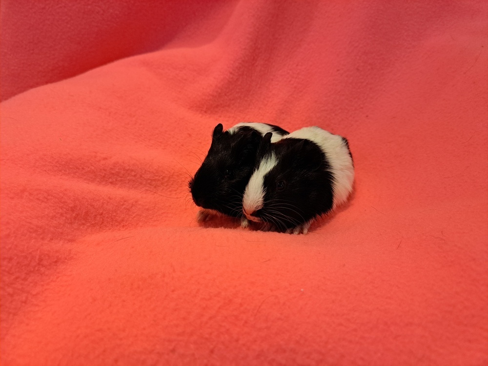 Cupcake and Sprinkles