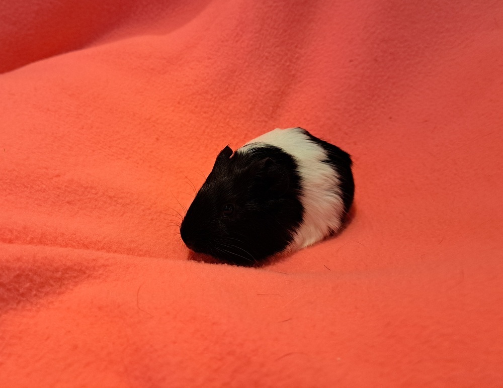 Cupcake and Sprinkles