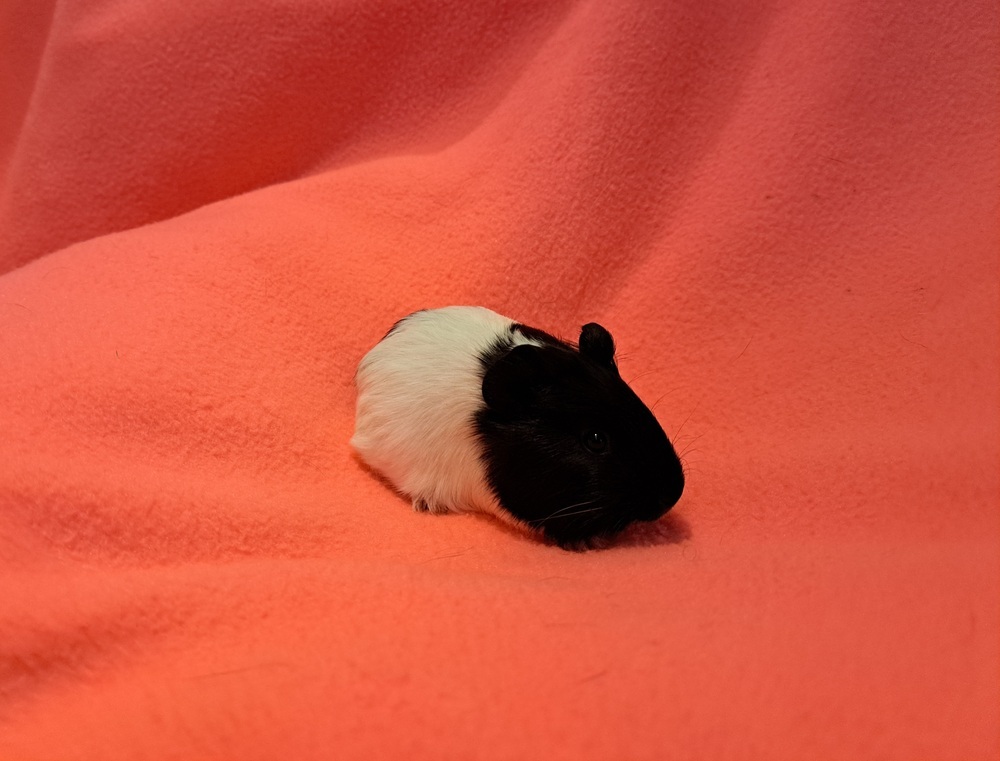 Cupcake and Sprinkles