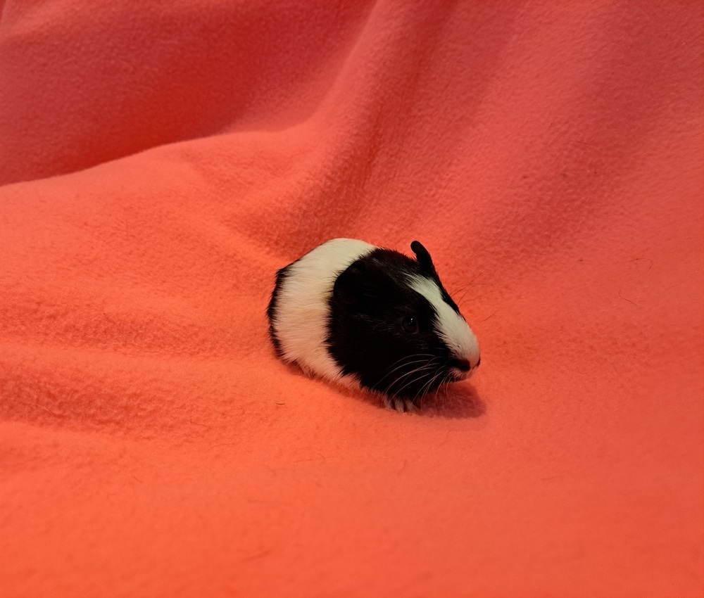 Cupcake and Sprinkles