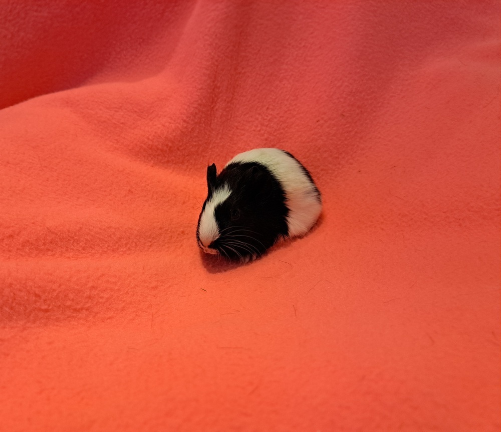 Cupcake and Sprinkles