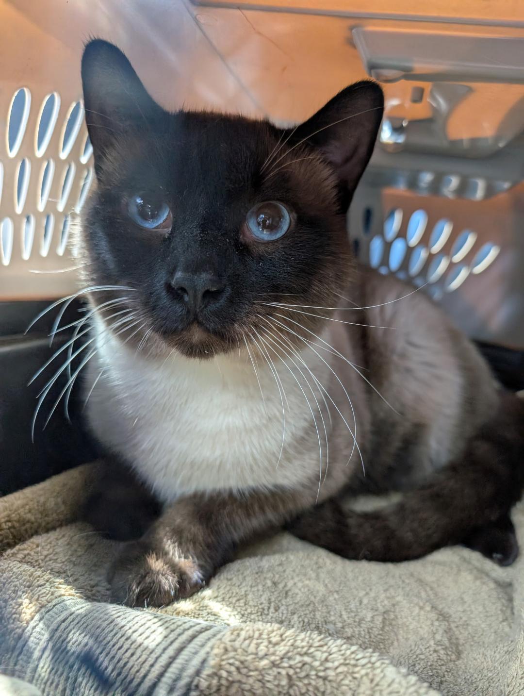 Travis, an adoptable Balinese, Siamese in Naperville, IL, 60567 | Photo Image 1
