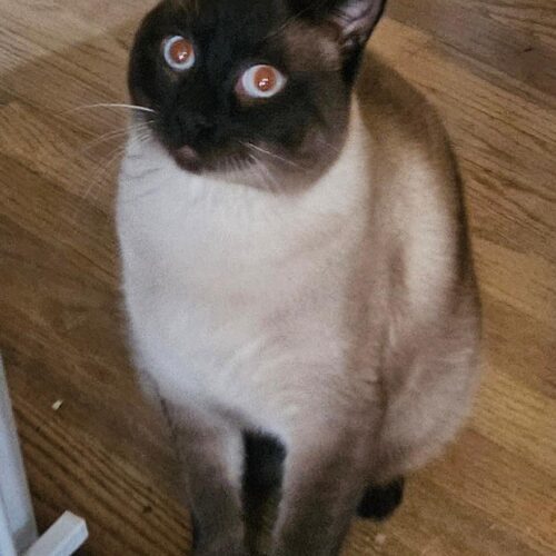Travis, an adoptable Balinese, Siamese in Naperville, IL, 60567 | Photo Image 3