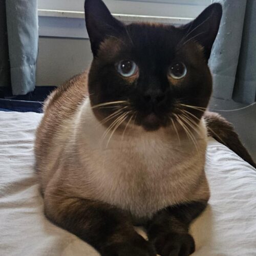 Travis, an adoptable Balinese, Siamese in Naperville, IL, 60567 | Photo Image 6