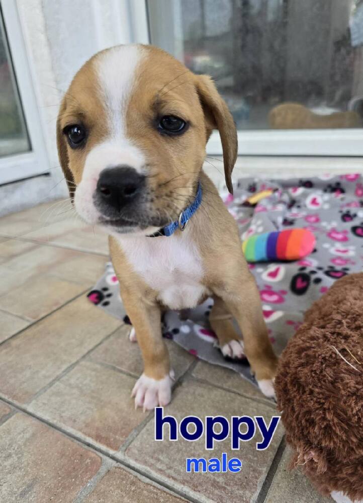 Hoppy