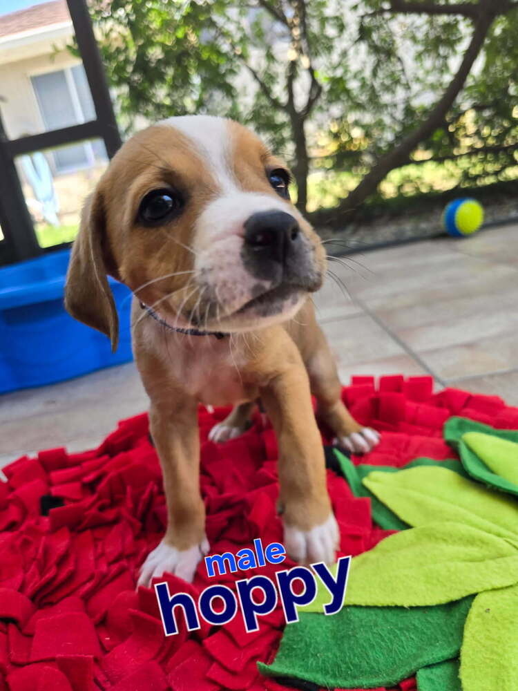 Hoppy