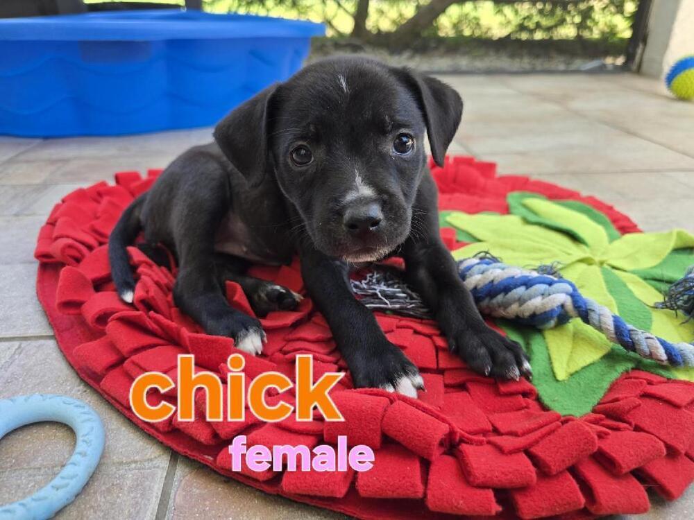 Chick