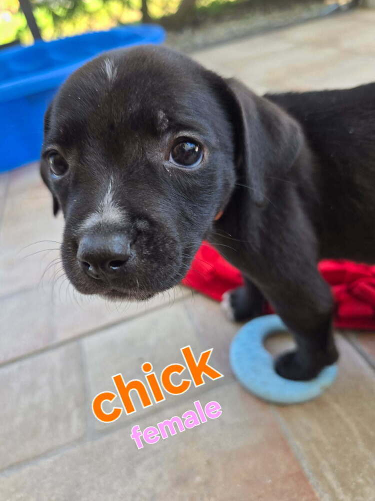 Chick