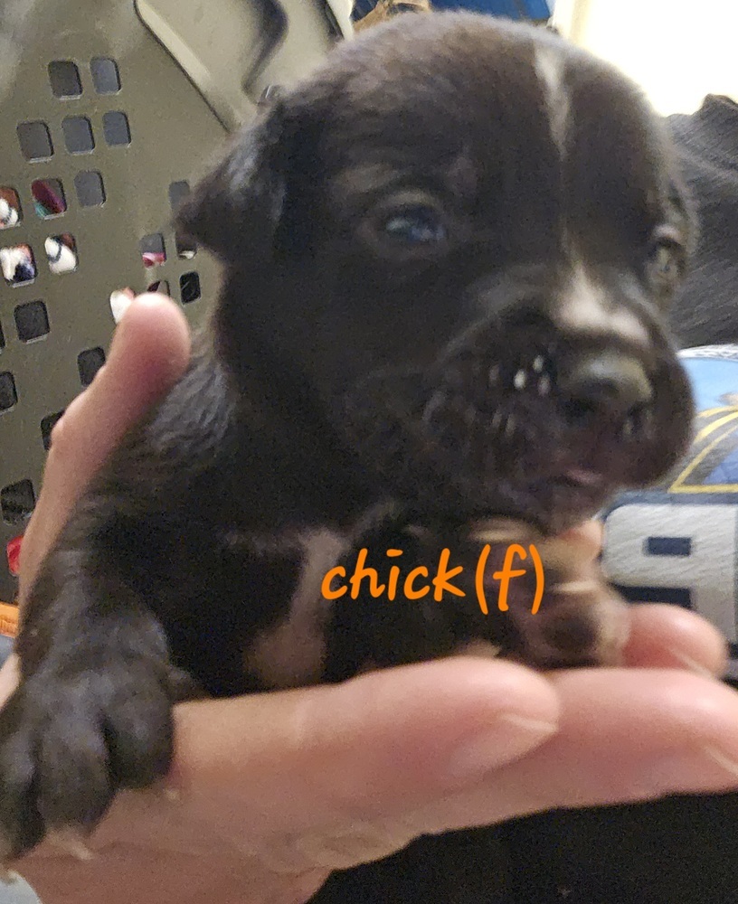 Chick