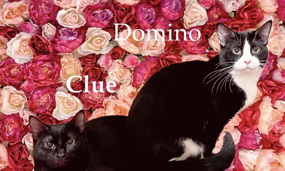 Domino