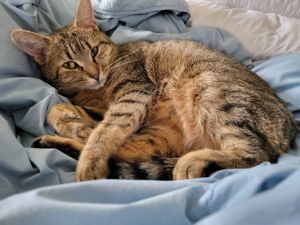Mrs Brady, Young Female American Shorthair