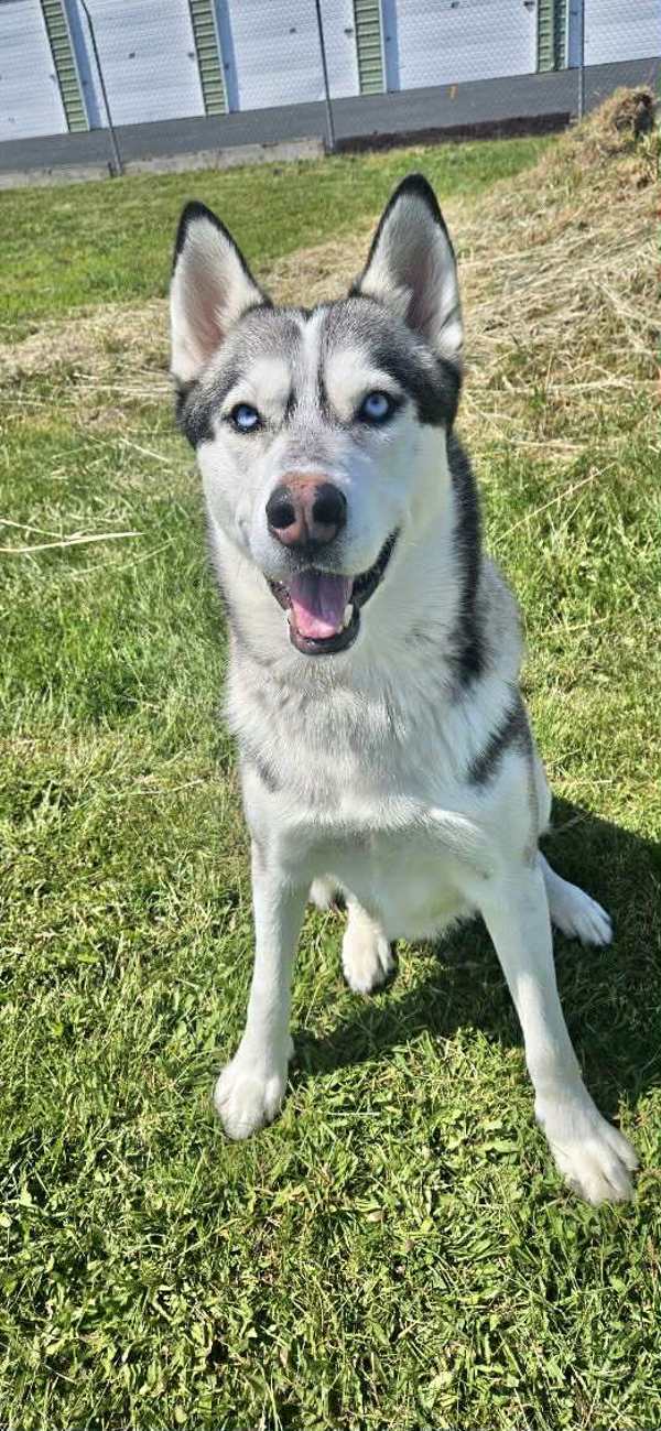 Danner, an adoptable Siberian Husky in McMinnville, OR, 97128 | Photo Image 1