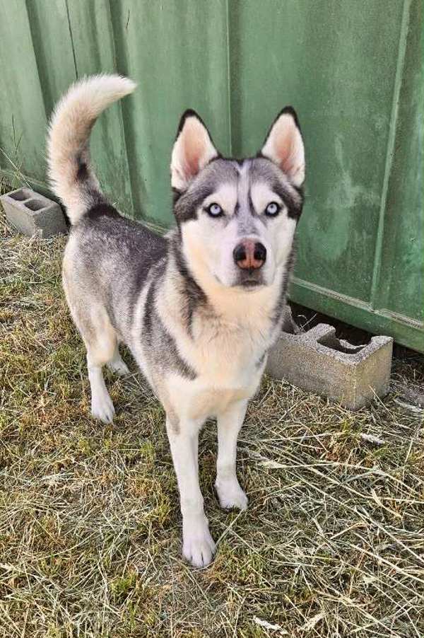 Danner, an adoptable Siberian Husky in McMinnville, OR, 97128 | Photo Image 2
