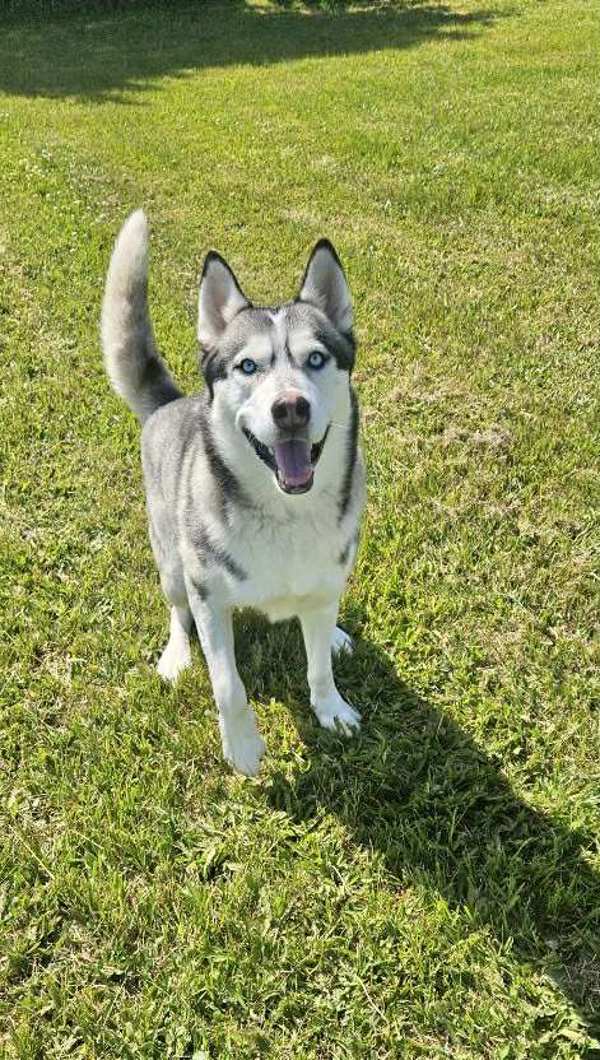 Danner, an adoptable Siberian Husky in McMinnville, OR, 97128 | Photo Image 3