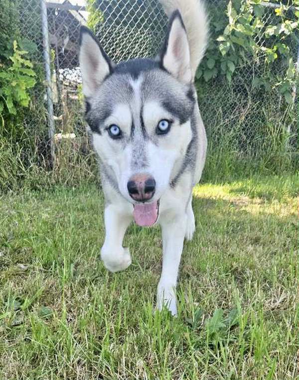 Danner, an adoptable Siberian Husky in McMinnville, OR, 97128 | Photo Image 4