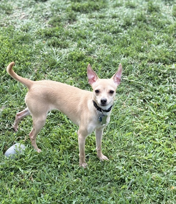 Walnut, an adoptable Chihuahua in Kennewick, WA, 99336 | Photo Image 1