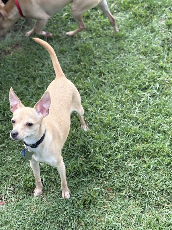 Walnut, an adoptable Chihuahua in Kennewick, WA, 99336 | Photo Image 2