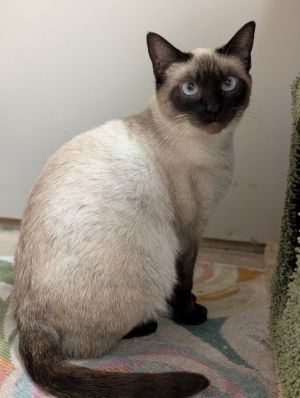 Naomi Domestic Short Hair Cat