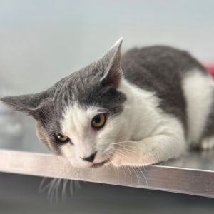 I am shy but sweet I do not like to get my picture taken but I will purr and rub