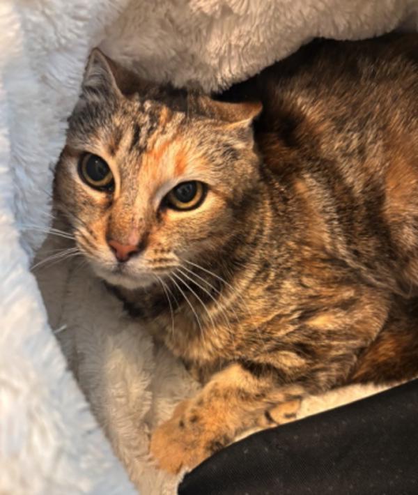 Cleo 2