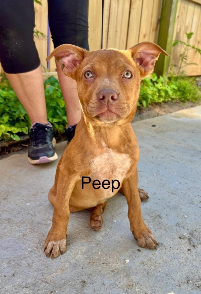 Peep 1